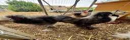 Chickens poultry for sale: Silkie Cockerels - Advert 1
