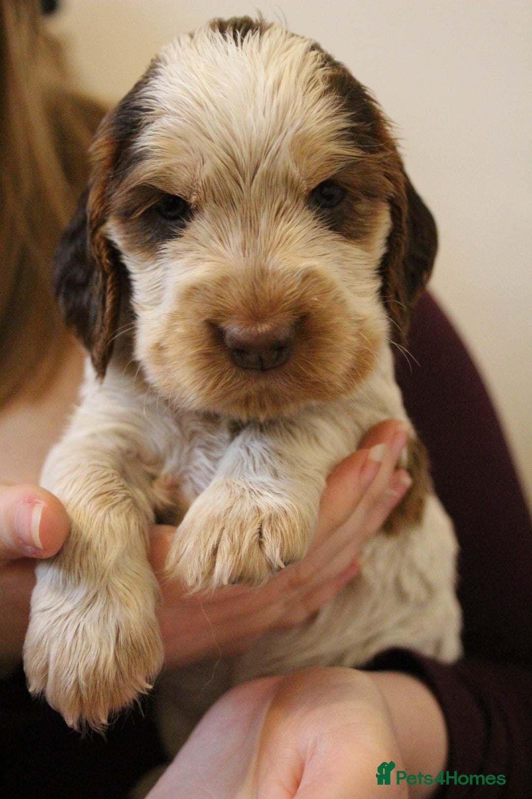Cocker Spaniel dogs for sale: Beautiful sable show type cocker spaniel puppies - Image 2