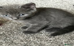 Domestic Shorthair cats for sale: 7 very adorable kittens ready now  - Image 18
