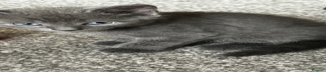 Domestic Shorthair Kitten 5