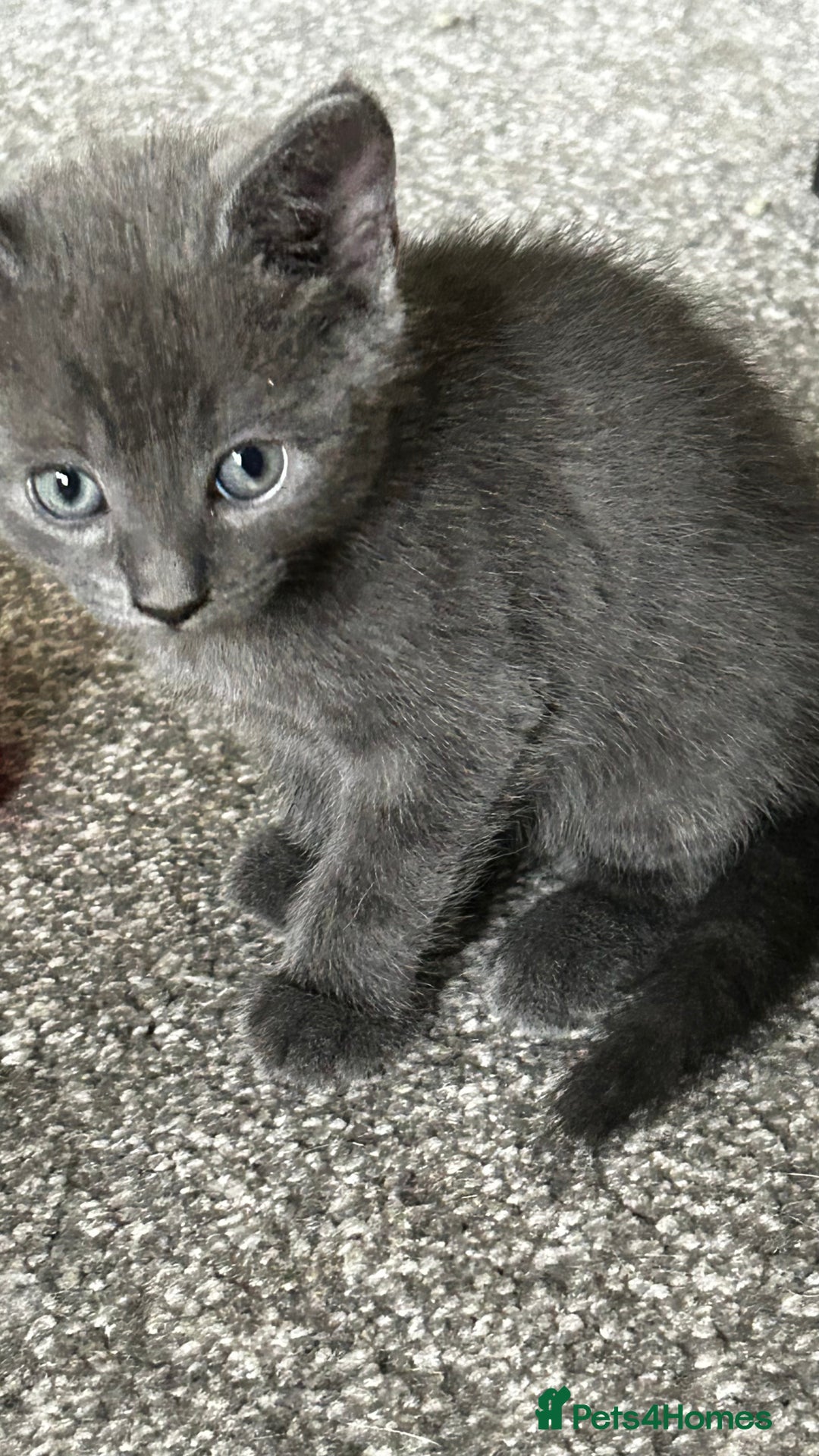 Domestic Shorthair cats for sale: 7 very adorable kittens ready now  - Image 18