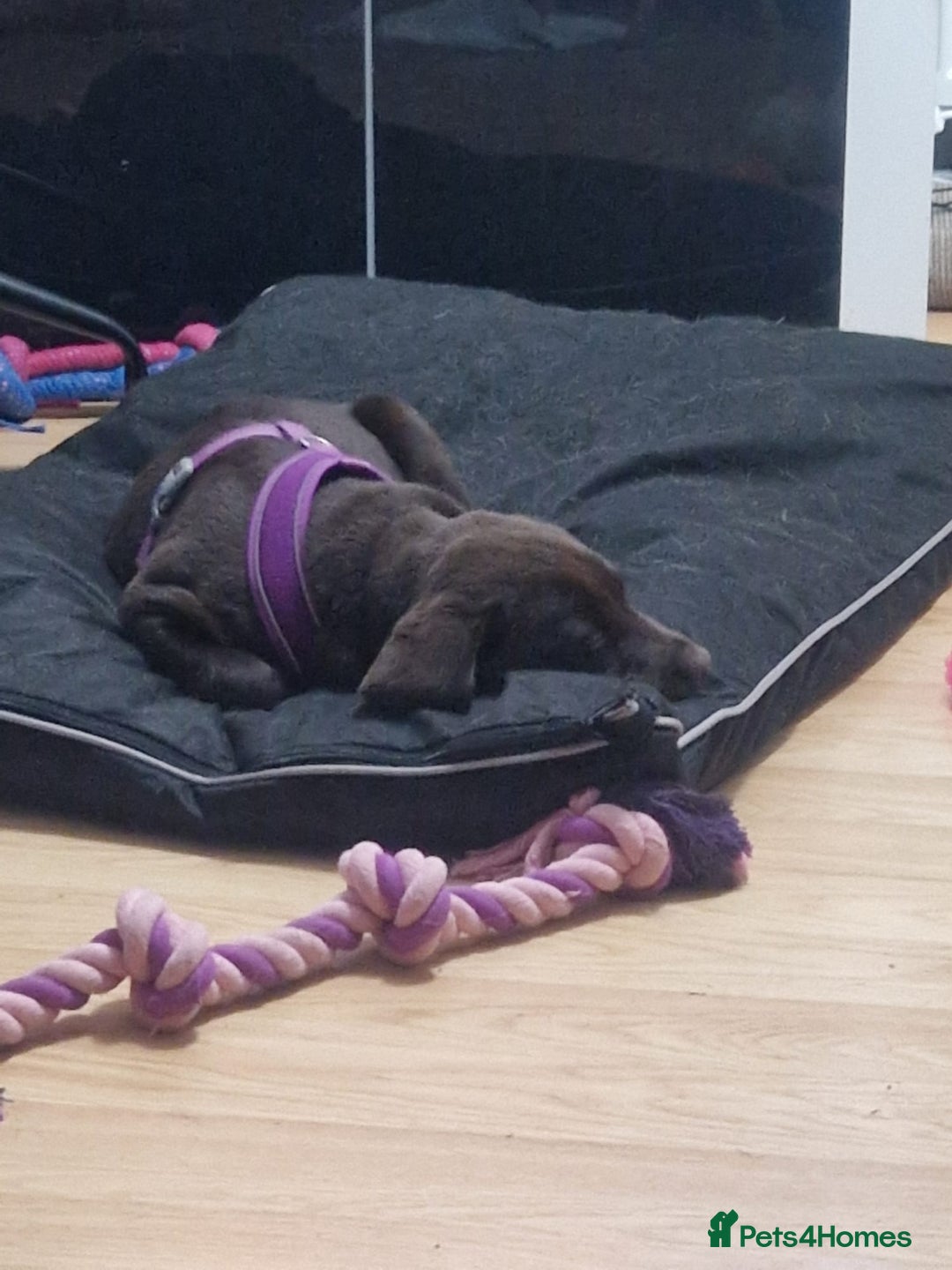 Labrador Retriever dogs for adoption: Cookie - Advert 4