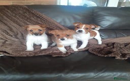 Jack Russell dogs for sale: Jackrussell pups - Advert 3