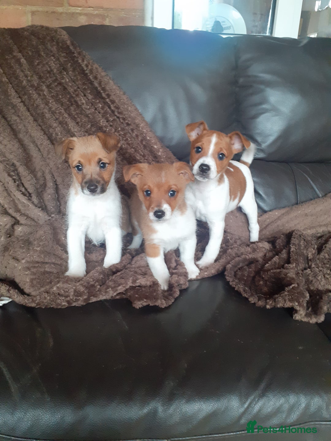 Jack Russell dogs for sale: Jackrussell pups - Advert 3