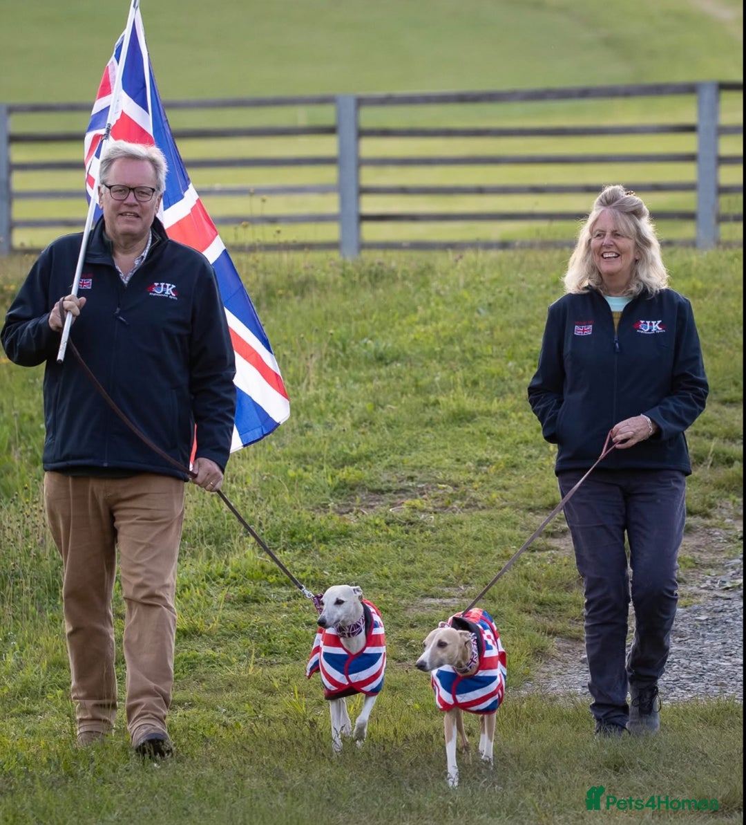 Whippet dogs for sale: Top quality pups due October - Image 7
