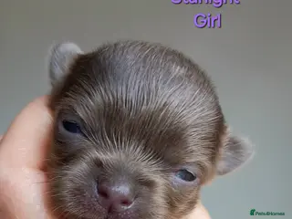 Chihuahua dogs ❤️🔥Dna tested parents❤️🔥1 Girl 1 Boys - Advert 3