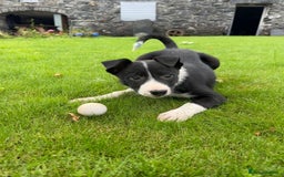 Border Collie dogs for sale: Border collie pups 🐶  - Image 1