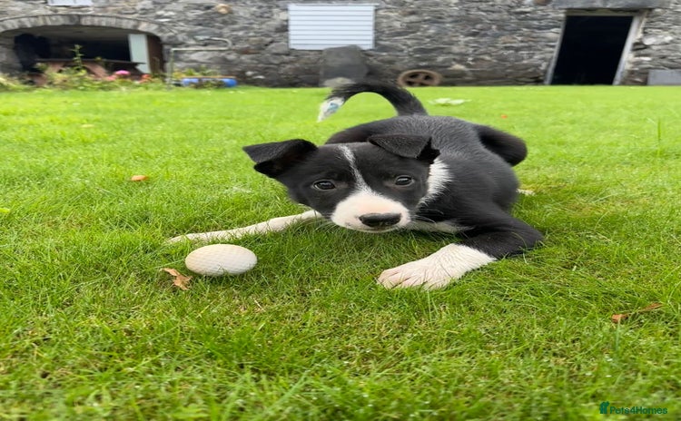 Border Collie dogs - Advert 1