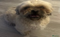 Shih Tzu dogs for sale: shih tzu - Image 2