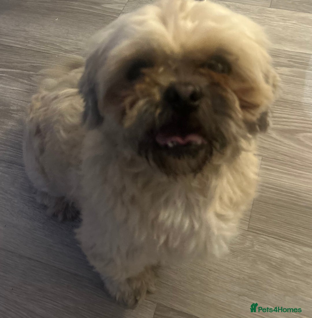 Shih Tzu dogs for sale: shih tzu - Image 2