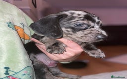 Dachshund dogs for sale: Beautiful Merle Dachshund Puppies - Image 2