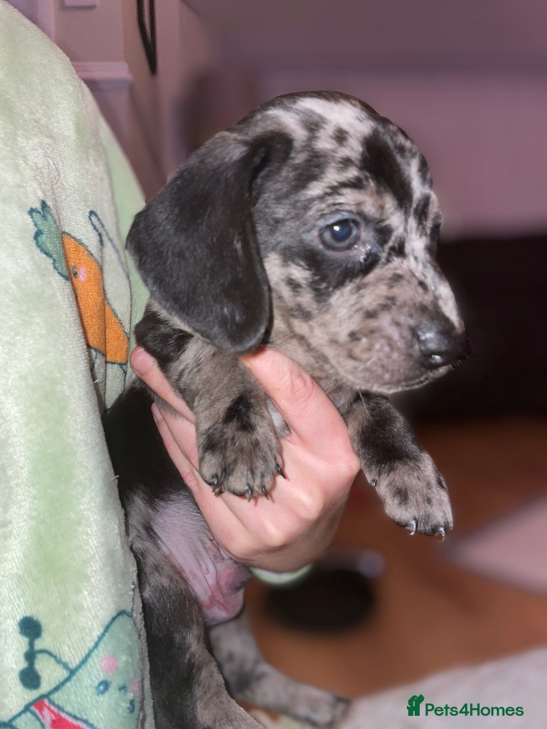 Dachshund dogs for sale: Beautiful Merle Dachshund Puppies - Image 2