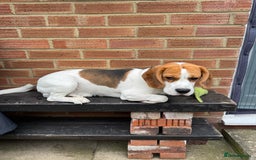 Beagle dogs for stud: Jeremy - Champion bloodlines in Hartlepool - Image 5