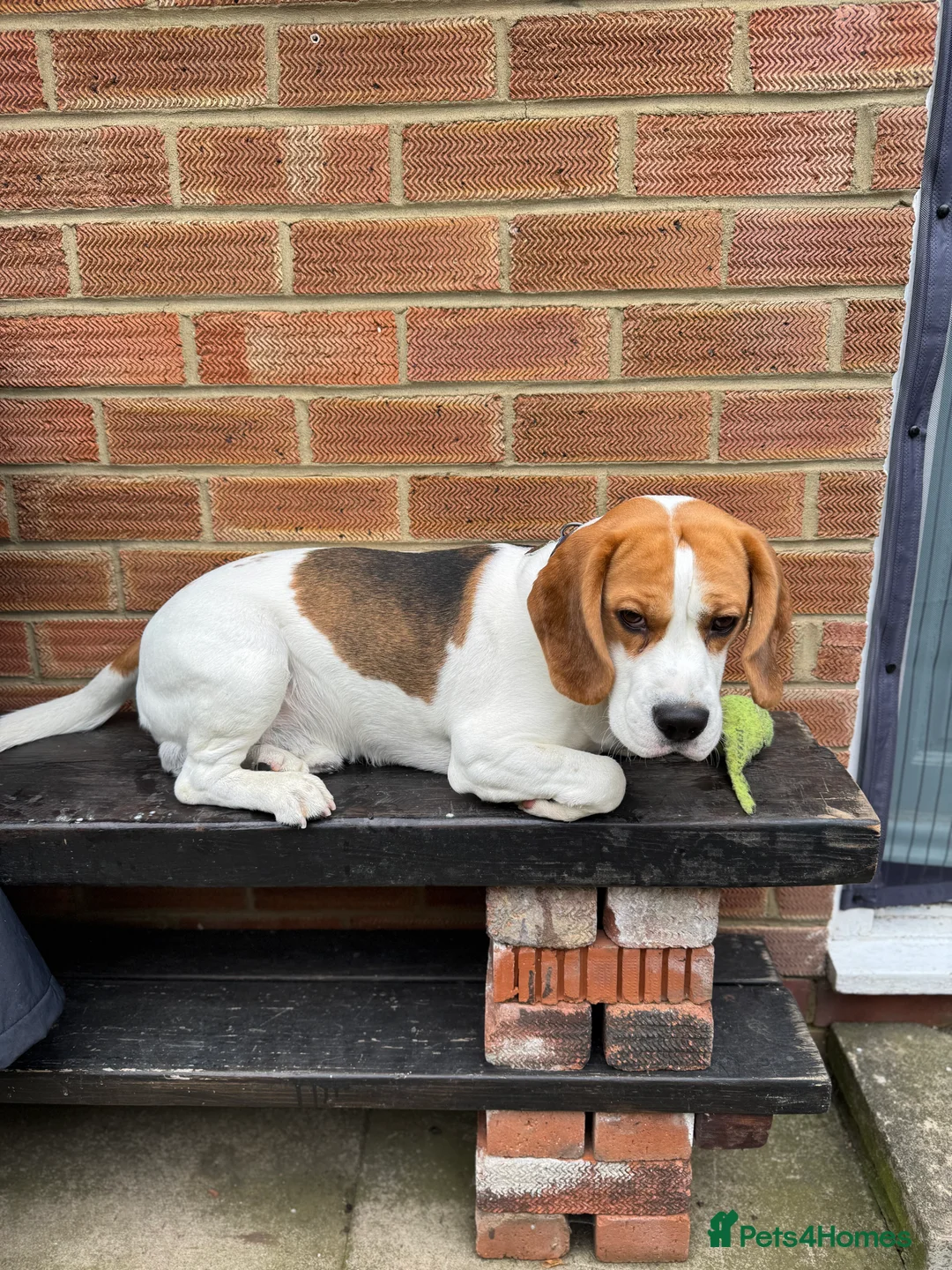 Beagle dogs for stud: Jeremy - Champion bloodlines in Hartlepool - Advert 5