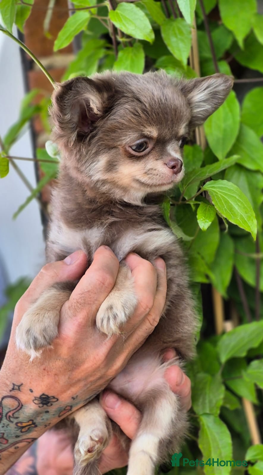 Chihuahua dogs Amazing Longcoat Chihuahua Puppies. READY NOW - Advert 2