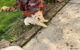 Poochon dogs for sale: Toy Bichon poodle - Image 8