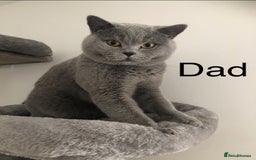 British Shorthair cats for sale: British shorthair kittens  - Image 10