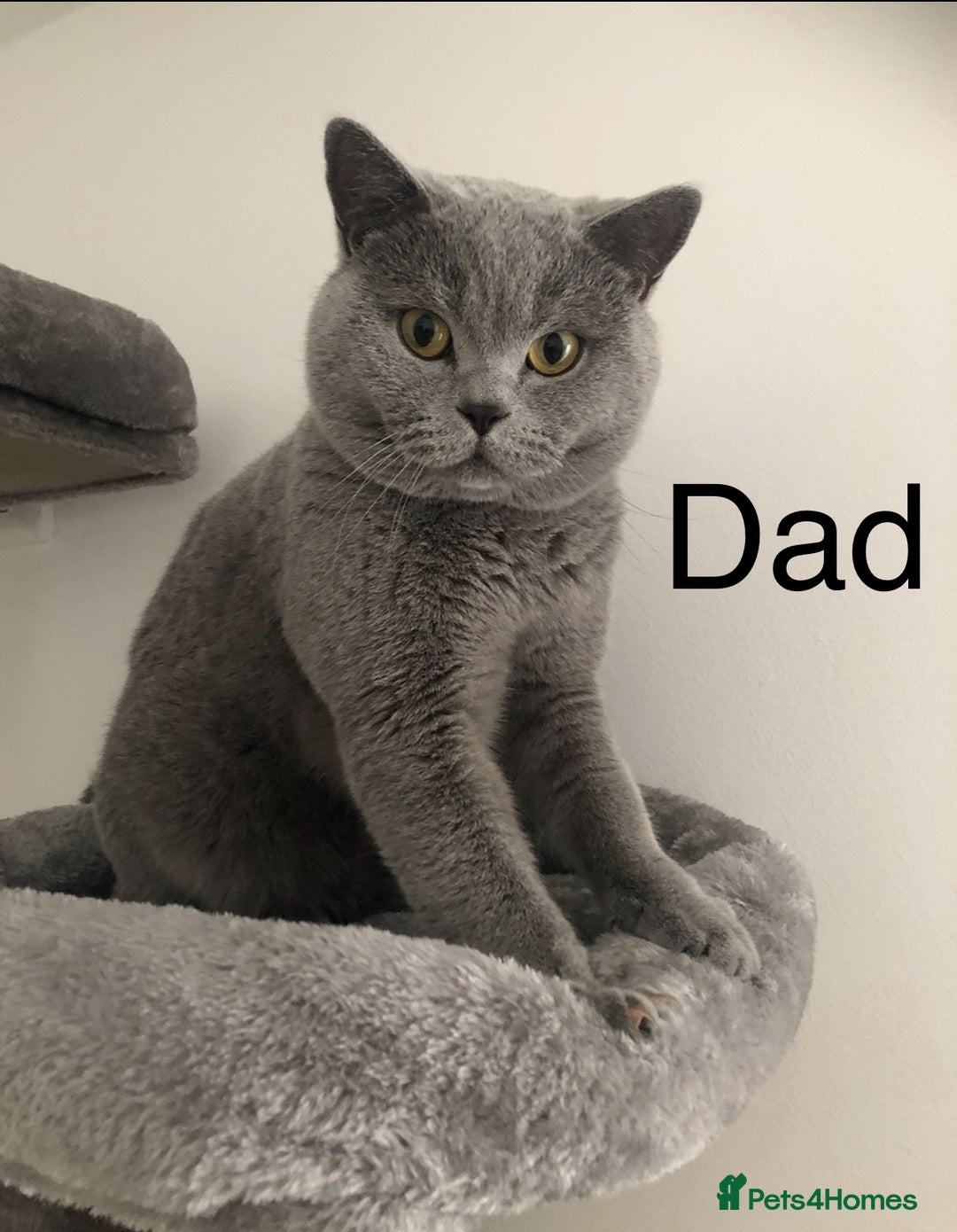 British Shorthair cats for sale: British shorthair kittens  - Image 10
