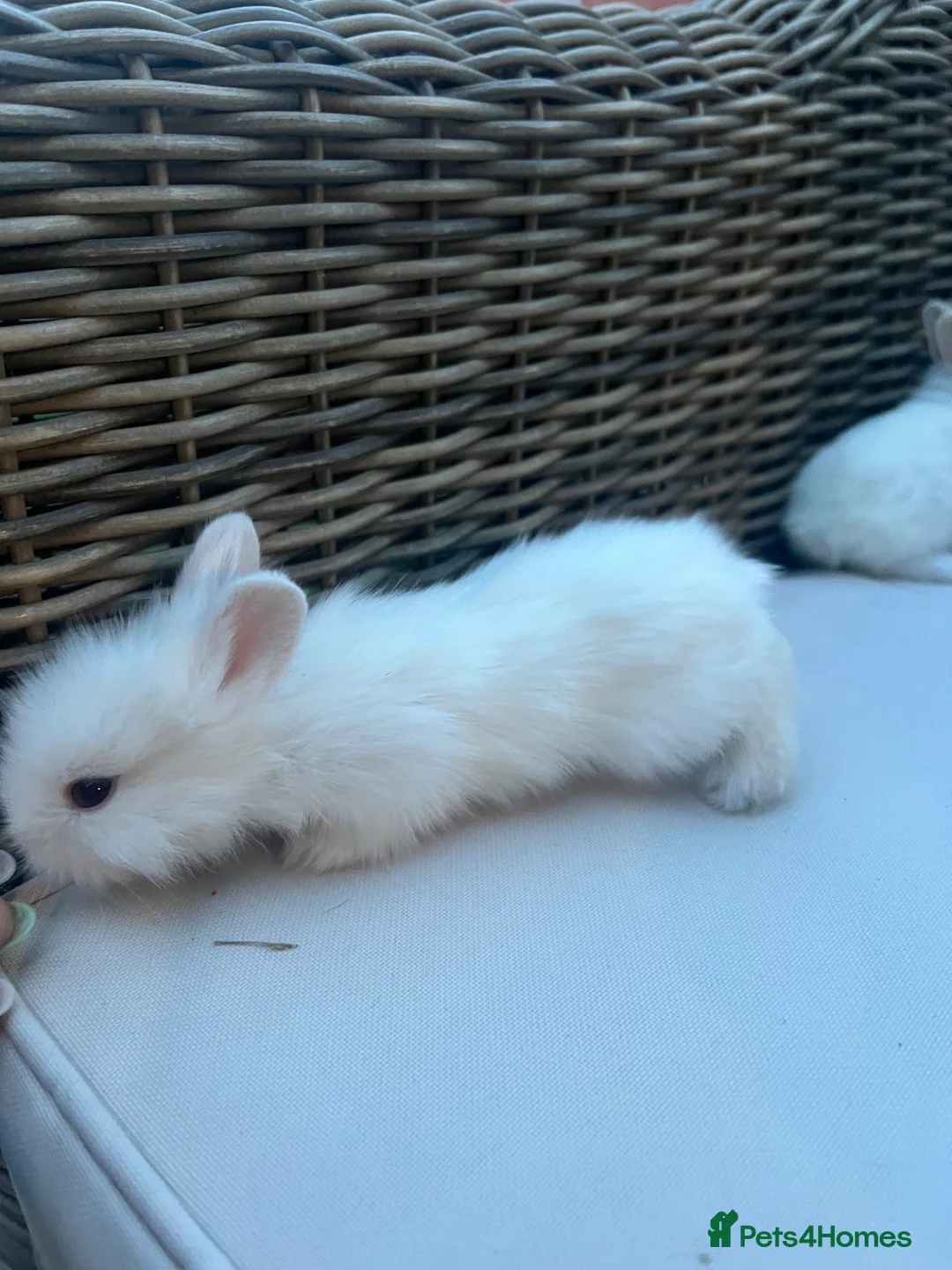 Lionhead rabbits for sale: Male lion head 8 weeks old  - Advert 2