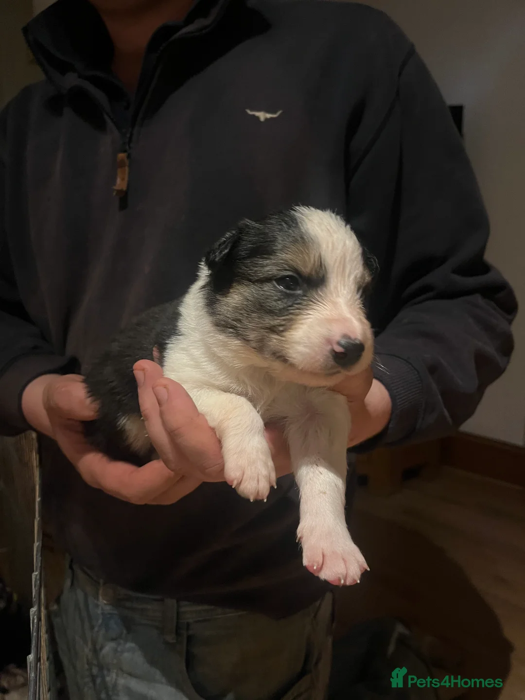 Border Collie dogs for sale: Blue Merle and Tri border collie pups - Advert 6