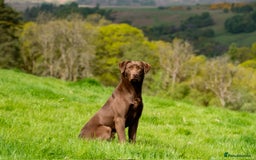Labrador Retriever dogs for stud: Chocolate Labrador for Stud in Crieff - Image 1