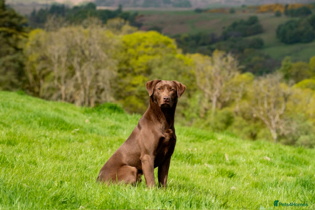 Labrador Retriever dogs for stud: Chocolate Labrador for Stud in Crieff - Image 1