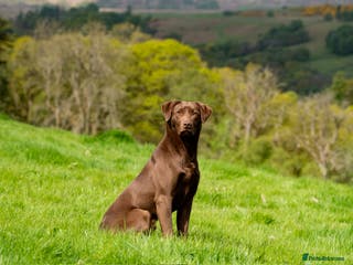 Labrador Retriever dogs Field Trial Winner Chocolate Labrador for Stud in Crieff - Advert 1