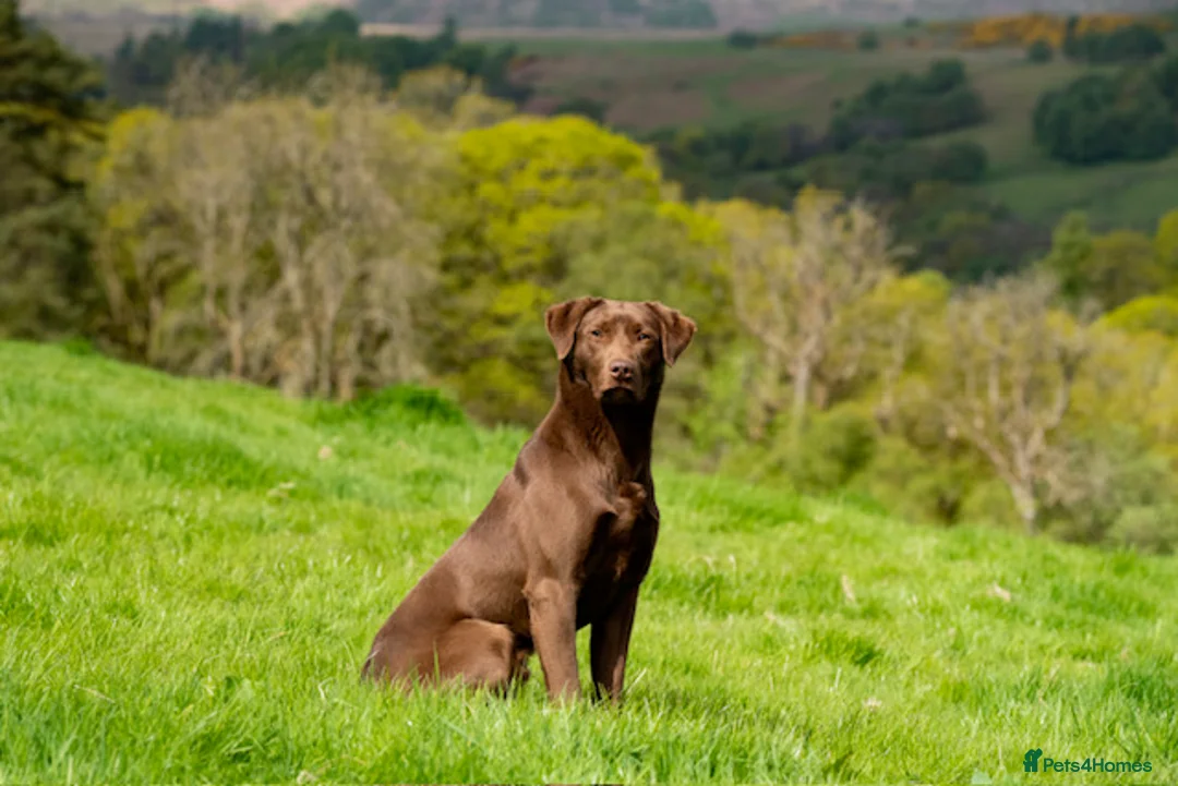 Labrador Retriever dogs for stud: Field Trial Winner Chocolate Labrador for Stud in Crieff - Advert 1