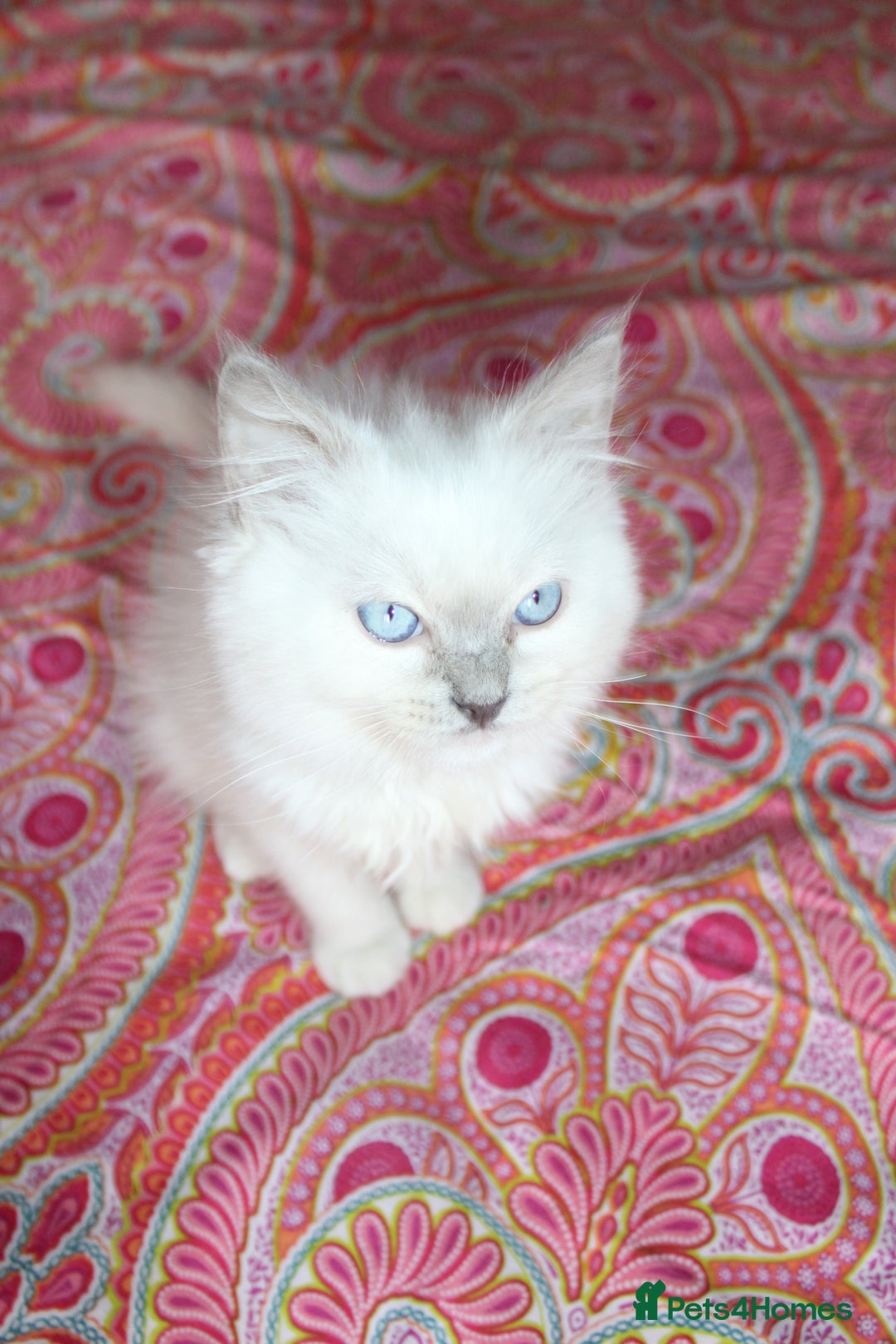 Ragdoll cats for sale: Ready to go  - Advert 14