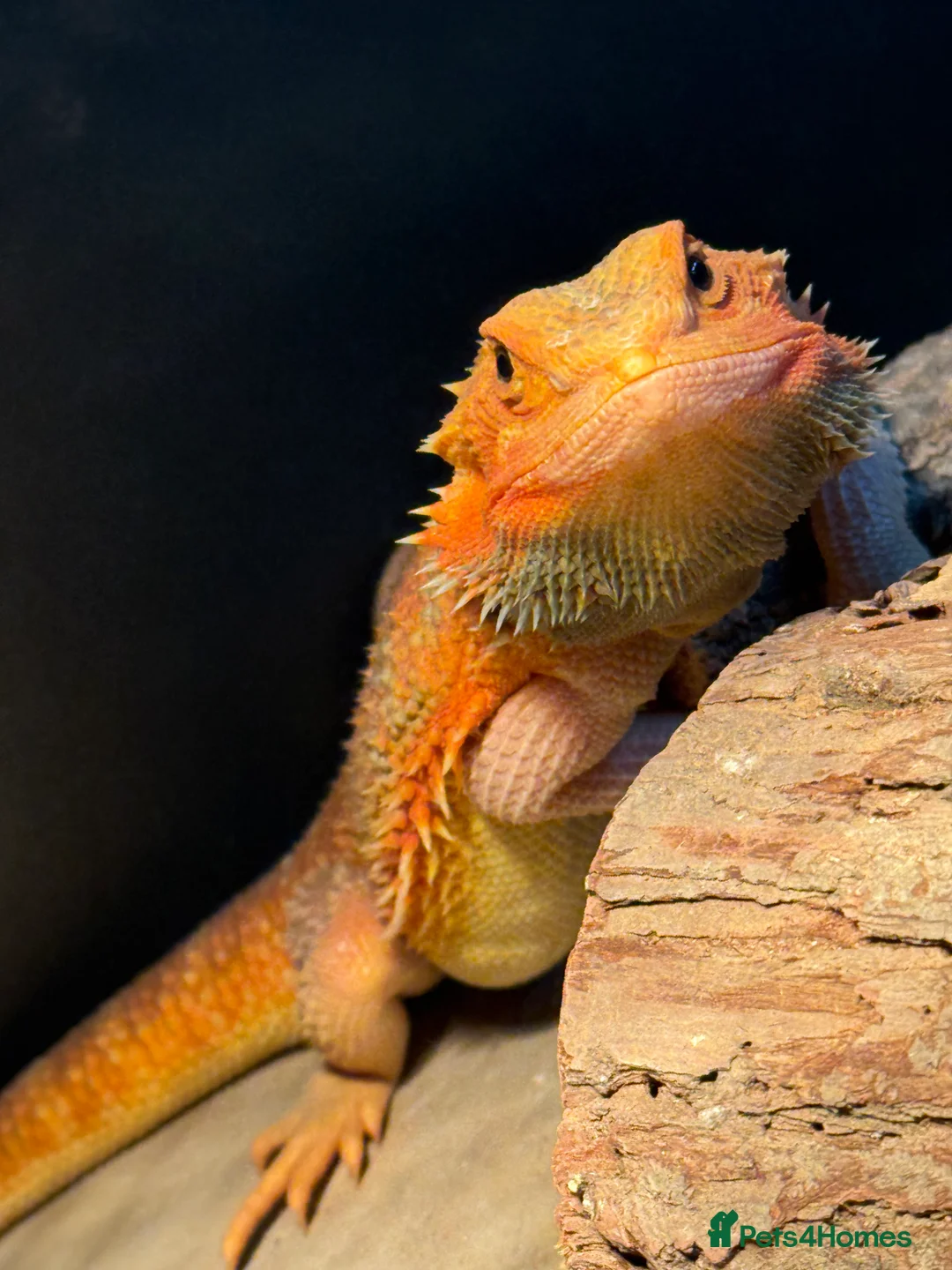 Dragon reptiles for sale: Red Bearded dragon  - Advert 4