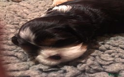 Cavalier King Charles Spaniel dogs for sale: King Charles cavalier  - Advert 2