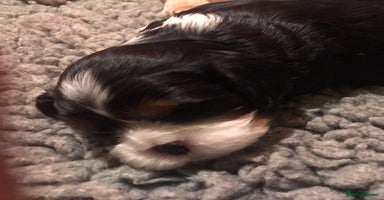 Cavalier King Charles Spaniel dogs King Charles cavalier  - Advert 1