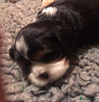 Cavalier King Charles Spaniel dogs King Charles cavalier - Advert 7