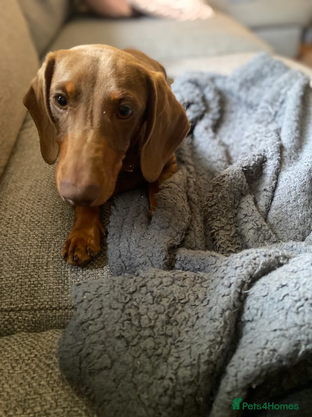 Miniature Dachshund dogs for stud: Kc, pra clear Miniature smooth dachshund. in King's Lynn - Advert 6