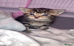 Mixed Breed cats for sale: BengalXTabby kittens LAST BOY LEFT NOW - Image 2