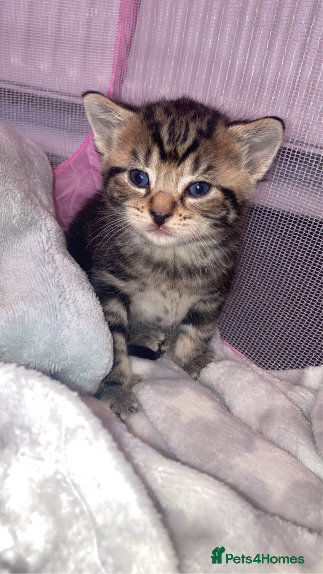 Mixed Breed cats for sale: BengalXTabby kittens LAST BOY LEFT NOW - Image 2