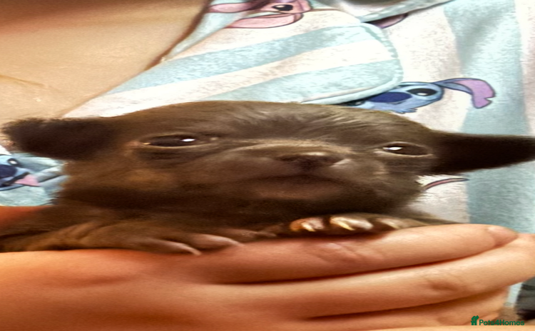 Chihuahua dogs - Advert 1