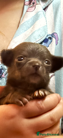 Chihuahua dogs - Advert 1