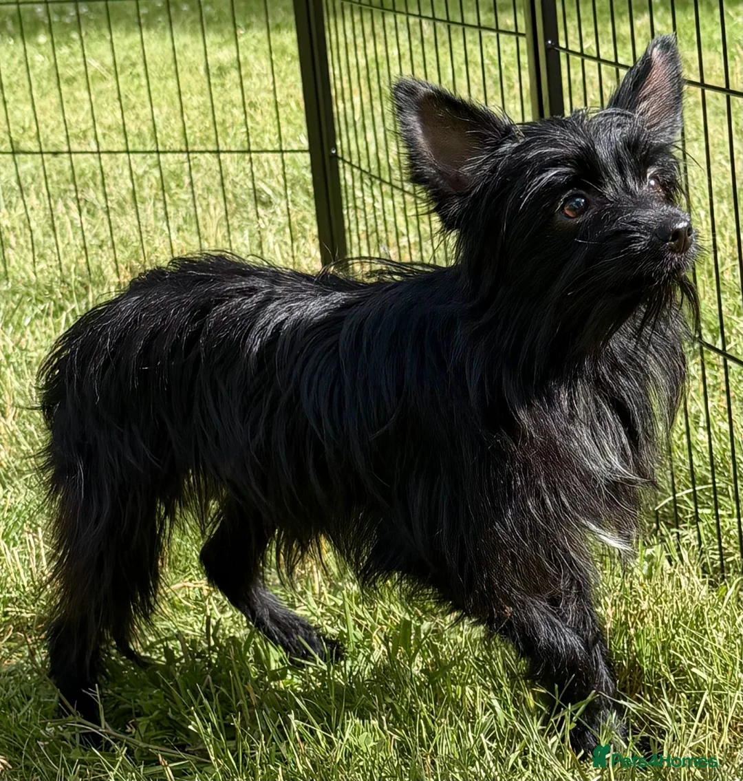 Yorkshire Terrier dogs for adoption: 🐾 VALERIO – Male Yorkshire Terrier 🐾 in Caterham - Advert 7