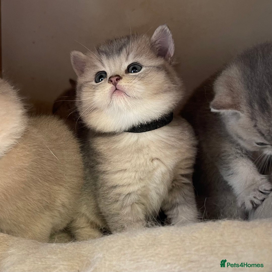 British Shorthair cats for sale: GCCF British Shorthair Kittens– Champion Lines - Image 30