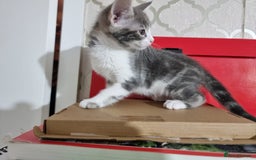 Domestic Shorthair cats for sale: 5 Beautiful Kittens Looking for Forever Homes - Image 7