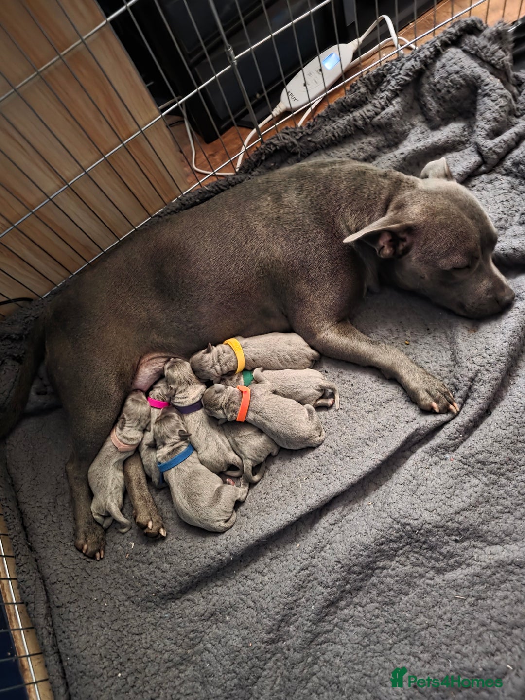 Staffordshire Bull Terrier dogs for sale: Blue staffy puppies  - Image 5