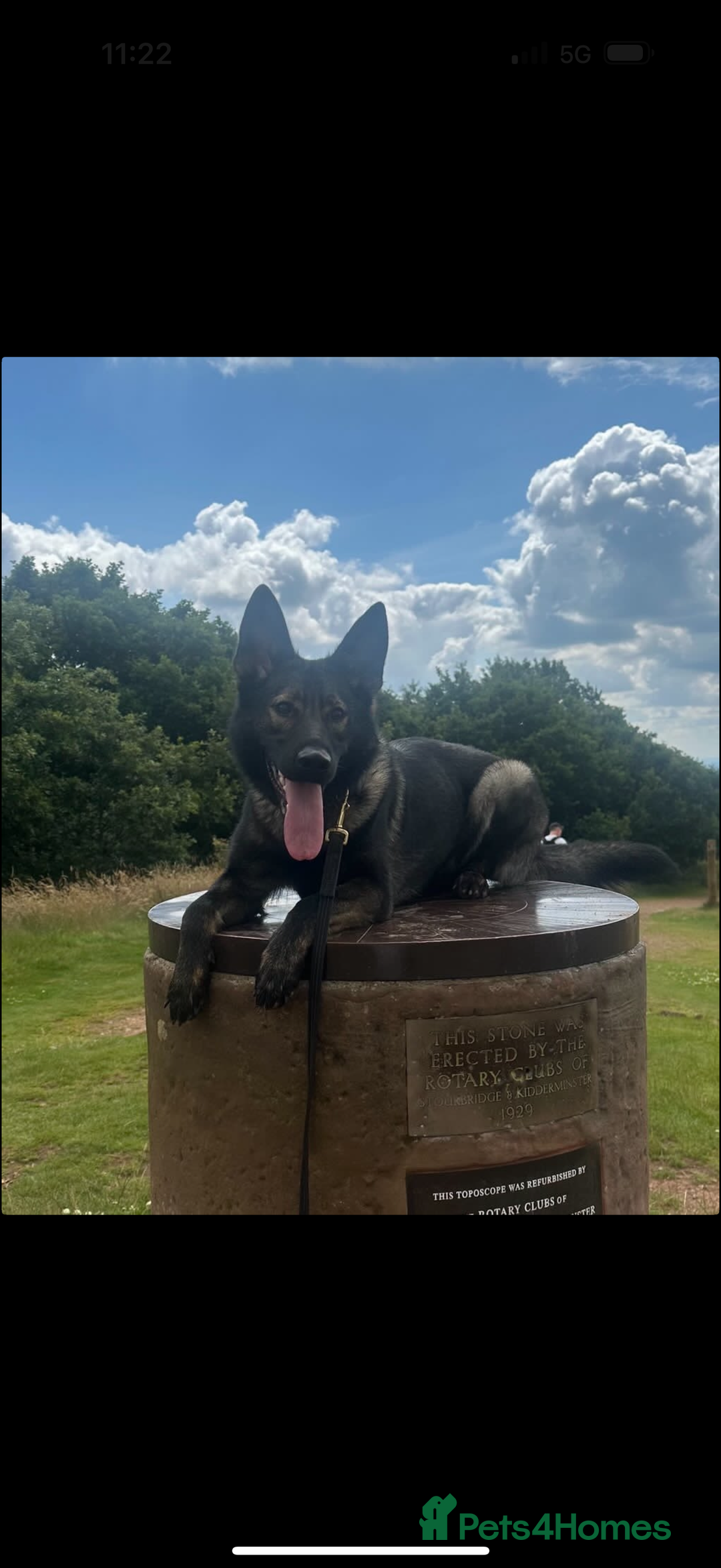 German Shepherd dogs for sale: 🧬Working Line German Shepherds, Full HealthTested - Advert 17