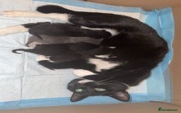 Bombay cats for sale: 🛑last kitten🛑 - Image 5