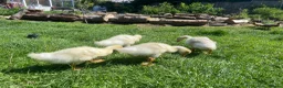Geese poultry for sale: Stunning hand reared friendly Embden Gander - Advert 7