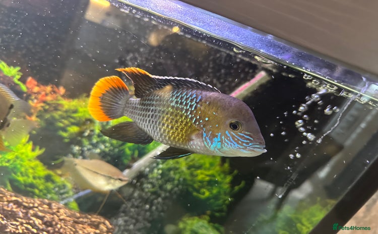 Cichlids fish for sale - Advert 1