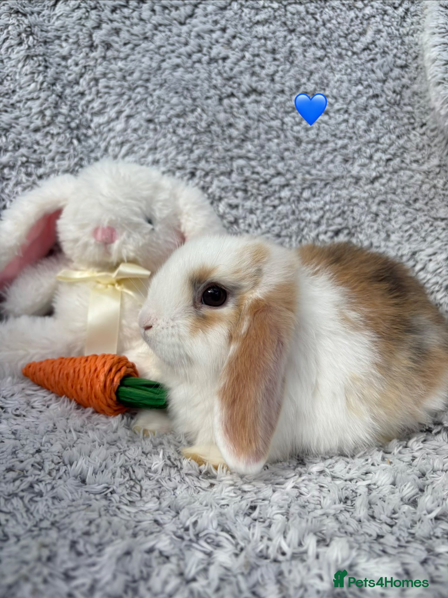 Mini Lop rabbits for sale: Available now! - Advert 3