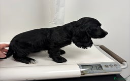 Cocker Spaniel dogs for sale: Cocker Spaniel Puppies - Image 5