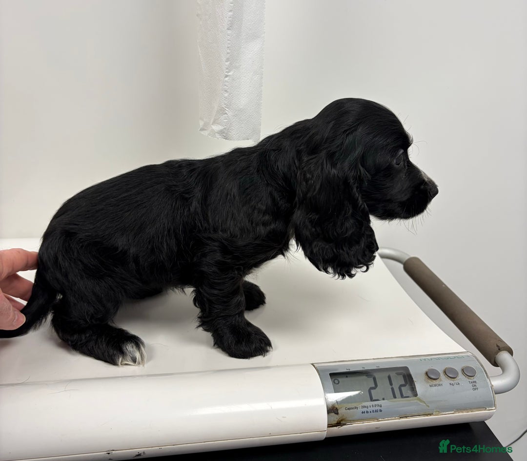 Cocker Spaniel dogs for sale: Cocker Spaniel Puppies - Image 5