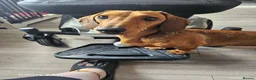 Dachshund dogs for sale: Beautiful standard dachshund  - Advert 1